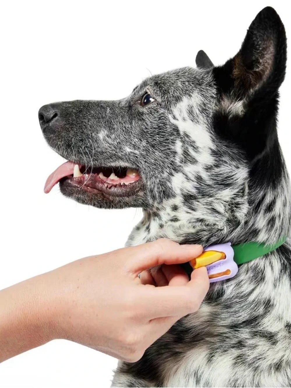 Woof PooMergency Dog waste bags & carriers collar clip & keychain bag holder NEW